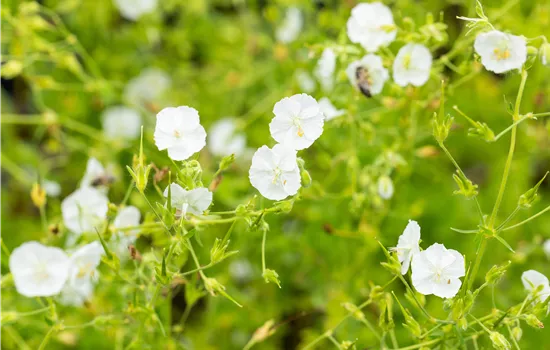 Geranium phaeum 'Album'