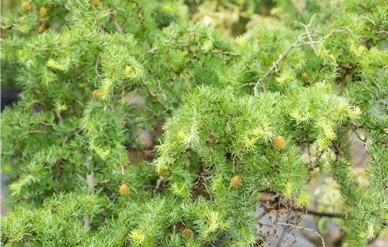 Larix kaempferi 'Diana'