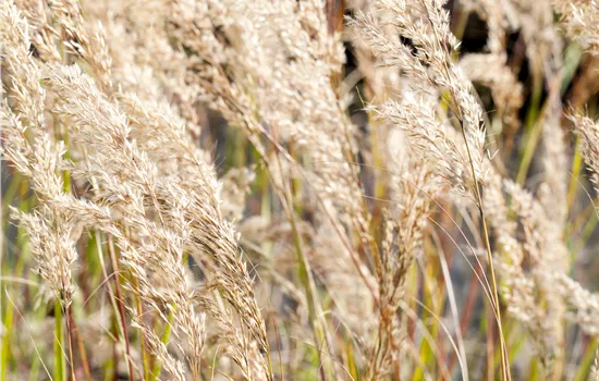 Achnatherum calamagrostis Achnatherum calamagrostis