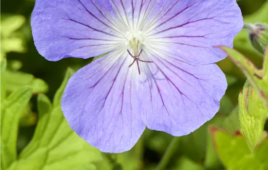 Geranium pratense 'Johnson´s Blue'