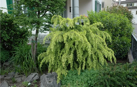 Larix kaempferi 'Pendula'