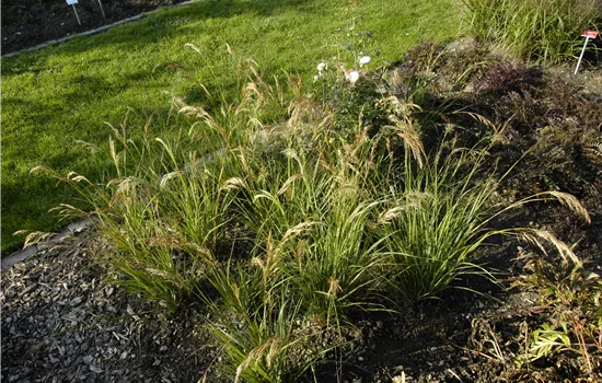 Stipa capillata Stipa capillata