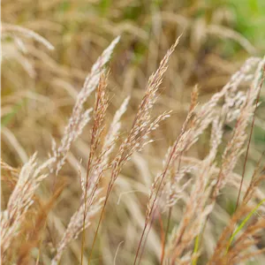 Achnatherum calamagrostis 'Algäu' Achnatherum calamagrostis 'Algäu'