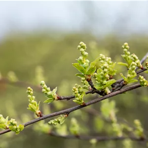 Exochorda macrantha 'The Bride' Exochorda macrantha 'The Bride'