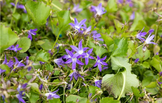 Campanula poscharskyana 'Stella'