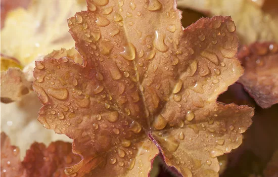 Heuchera villosa 'Caramel' -R- Heuchera villosa 'Caramel' -R-