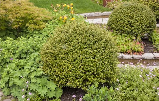 Ilex crenata 'Glorie Gem'