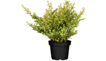 thuja occidentalis 'smaragd Thuja occidentalis smaragd – The Plant Broker main image 1
