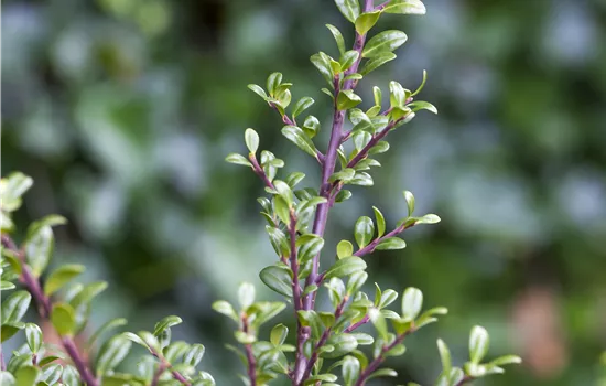Ilex crenata 'Glorie Gem'