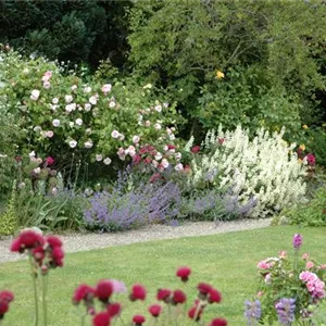 Aller Anfang ist (nicht) schwer - der erste eigene Garten Aller Anfang ist (nicht) schwer - der erste eigene Garten