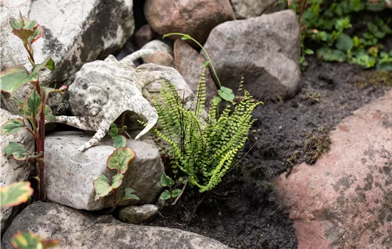 Asplenium trichomanes Asplenium trichomanes