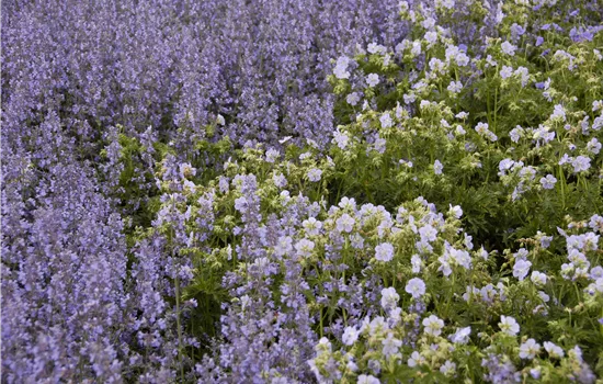 Geranium pratense 'Mrs. Kendall Clark'