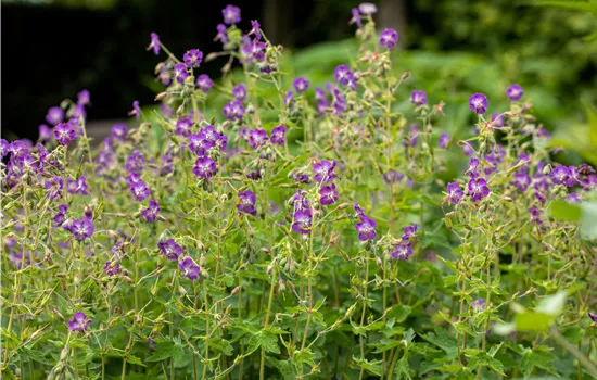 Geranium pratense 'Mrs. Kendall Clark'