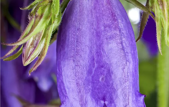 Campanula latifolia var. macrantha