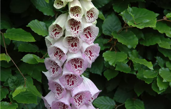 Digitalis purpurea 'Pam´s Choice'