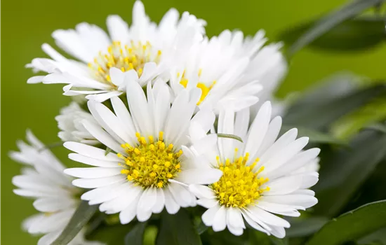 Aster alpinus 'Albus' Aster alpinus 'Albus'