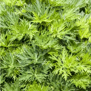 Aconitum napellus Aconitum napellus