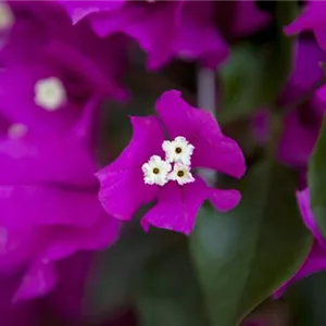 Bougainvillea – Die Wunderblume richtig pflegen Bougainvillea – Die Wunderblume richtig pflegen