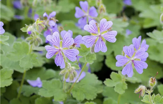 Geranium renardii