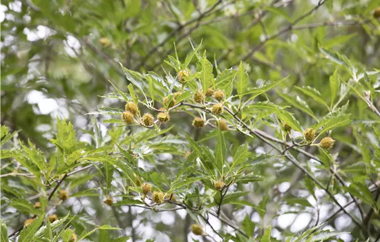 Fagus sylvatica 'Asplenifolia' Fagus sylvatica 'Asplenifolia'