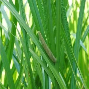 Acorus calamus Acorus calamus