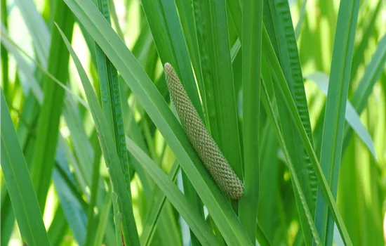 Acorus calamus Acorus calamus