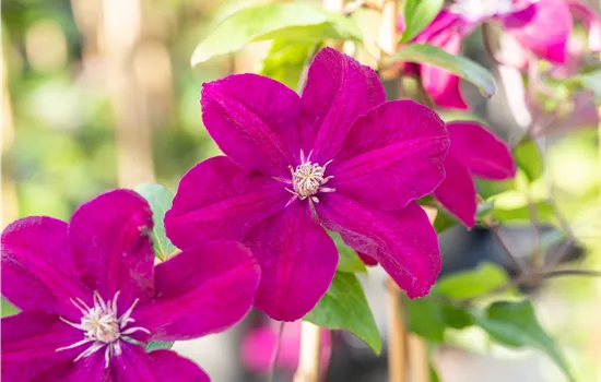 Clematis 'Ernest Markham'