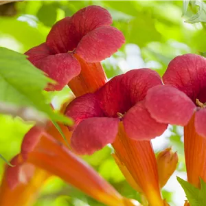 Campsis radicans 'Flamenco' Campsis radicans 'Flamenco'