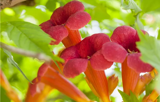 Campsis radicans 'Flamenco' Campsis radicans 'Flamenco'