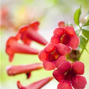 Campsis radicans 'Flamenco'