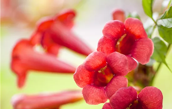 Campsis radicans 'Flamenco'