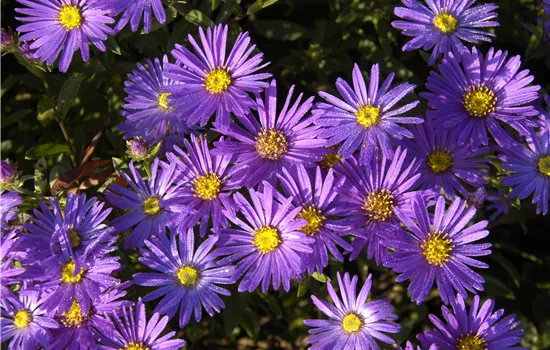 Aster amellus 'Blue King' Aster amellus 'Blue King'