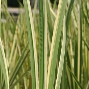 Acorus calamus 'Variegatus' Acorus calamus 'Variegatus'