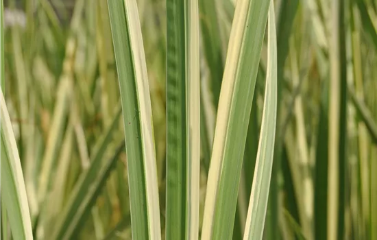 Acorus calamus 'Variegatus' Acorus calamus 'Variegatus'