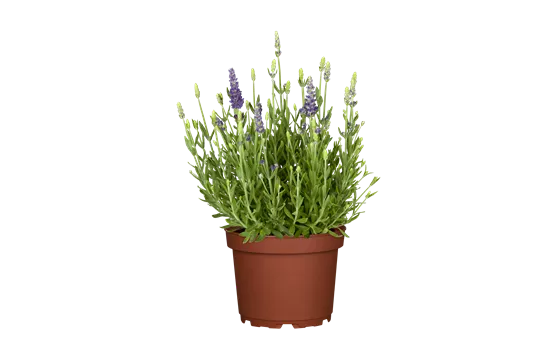 Lavandula angustifolia 'Dwarf Blue' Lavandula angustifolia 'Dwarf Blue'