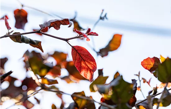 Fagus sylvatica 'Atropunicea' Fagus sylvatica 'Atropunicea'