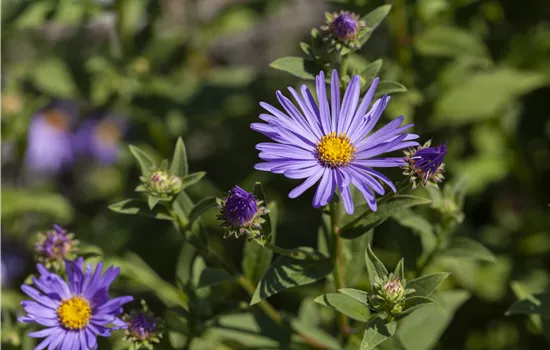 Aster amellus 'Sternkugel'