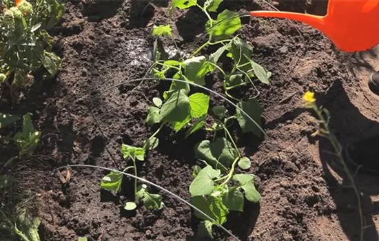 Cucumbers - sowing and growing