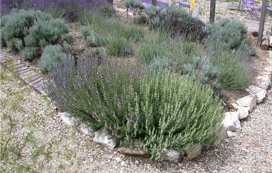 Lavandula x intermedia 'Grappenhall'