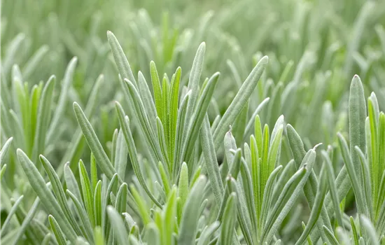 Lavandula x intermedia 'Grappenhall' Lavandula x intermedia 'Grappenhall'