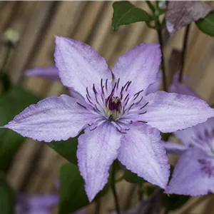 Clematis 'Hagley Hybrid' Clematis 'Hagley Hybrid'