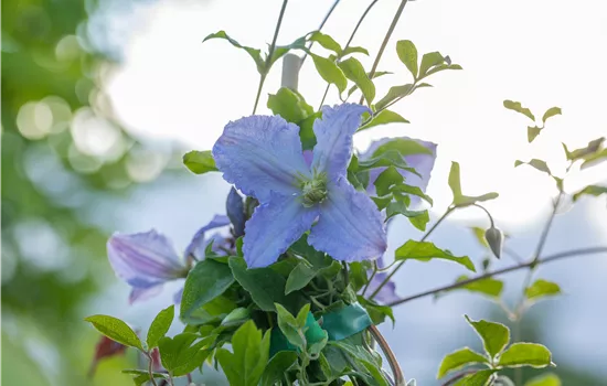 Clematis 'Hagley Hybrid'
