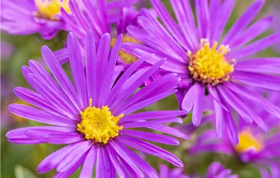 Aster amellus 'Veilchenkönigin'