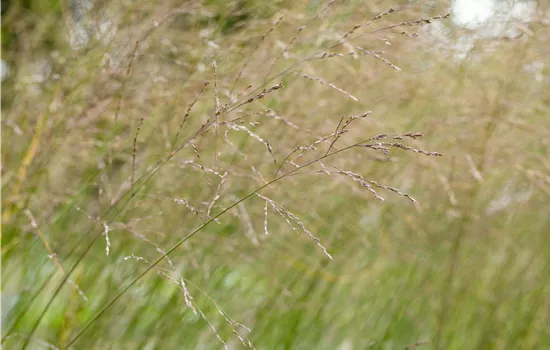 Molinia arundinacea 'Transparent' Molinia arundinacea 'Transparent'
