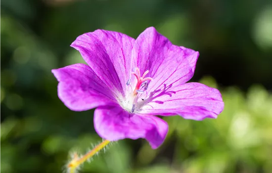 Geranium sanguineum