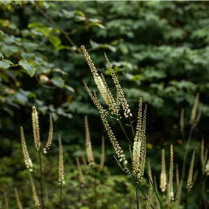 Actaea racemosa var.cordifolia