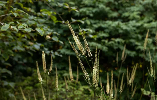 Actaea racemosa var.cordifolia
