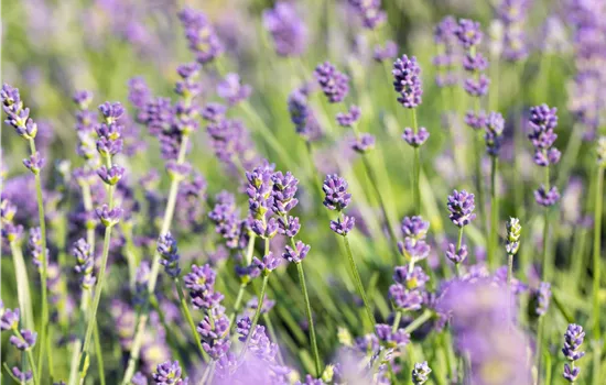 Lavandula x intermedia 'Grosso' Lavandula x intermedia 'Grosso'