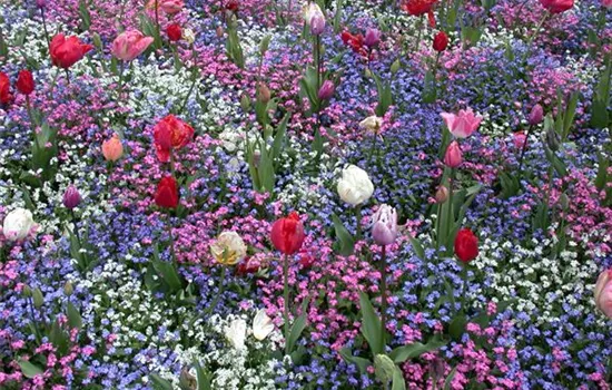 The Early Bloomers – Stars and Darlings of Spring