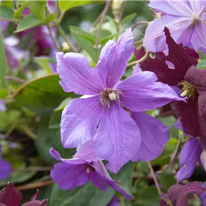 Clematis 'Hybrida Sieboldii' Clematis 'Hybrida Sieboldii'